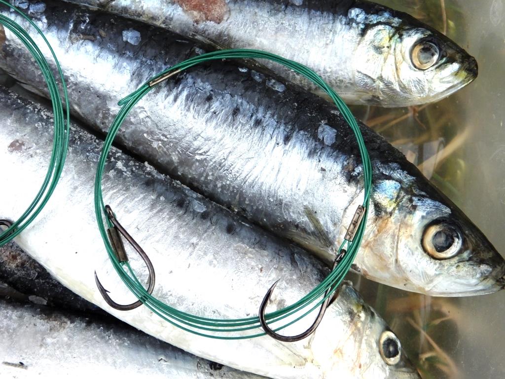 Viele fische über 50 datierung
