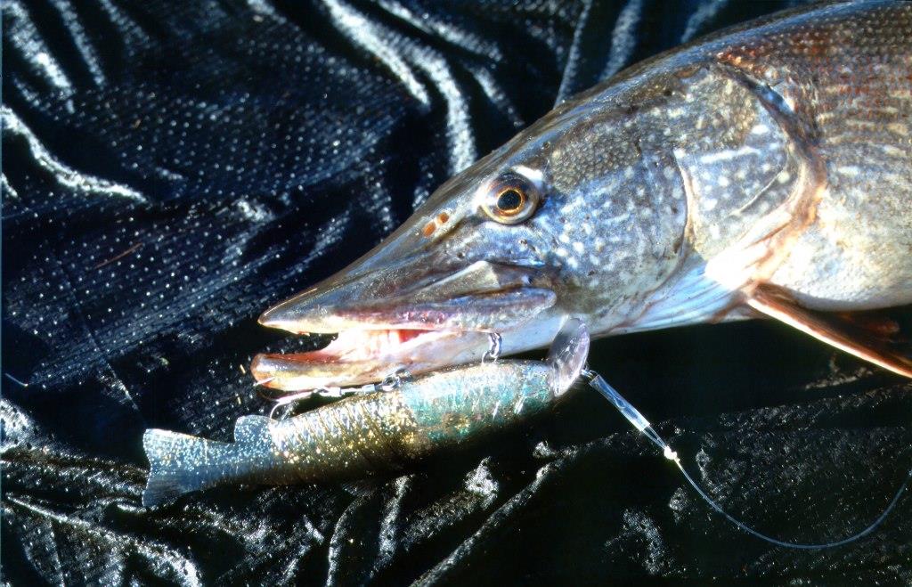 Hechtangeln mit Swimbaits - mit groen Kdern auf groe Hechte