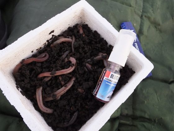 Tauwürmer in der Styrobox plus Lockstoff - Kopie