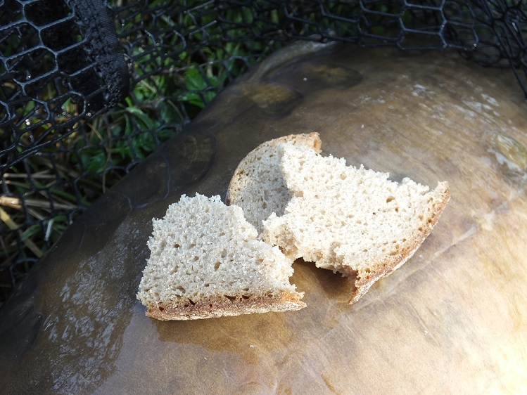 Angeln mit Brot auf Karpfen