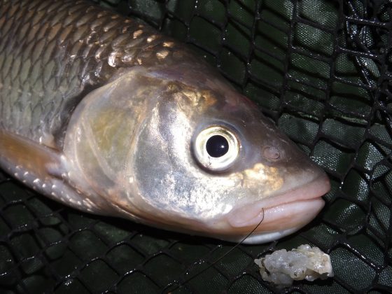 Mit Köderfisch auf Aitel - Fischerjugend